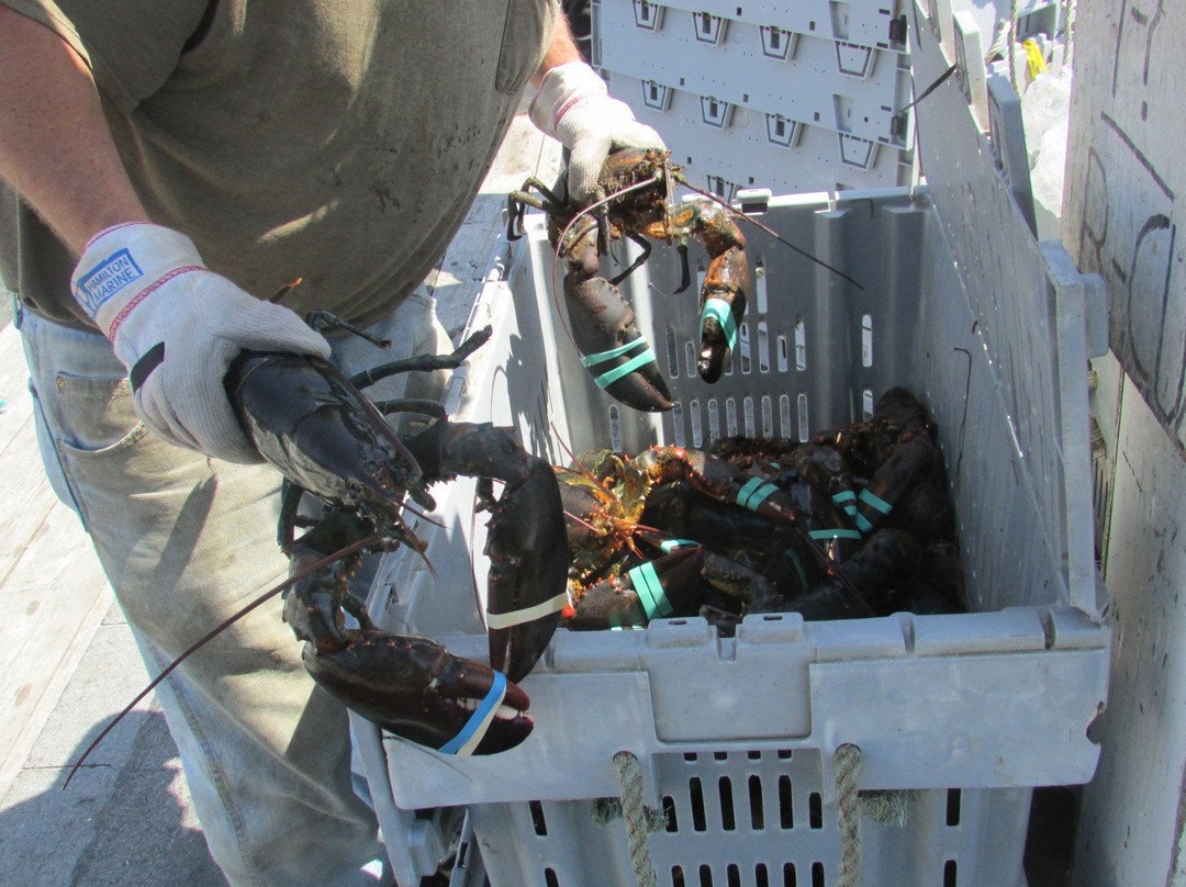 Stonington Lobster CO-OP景点图片