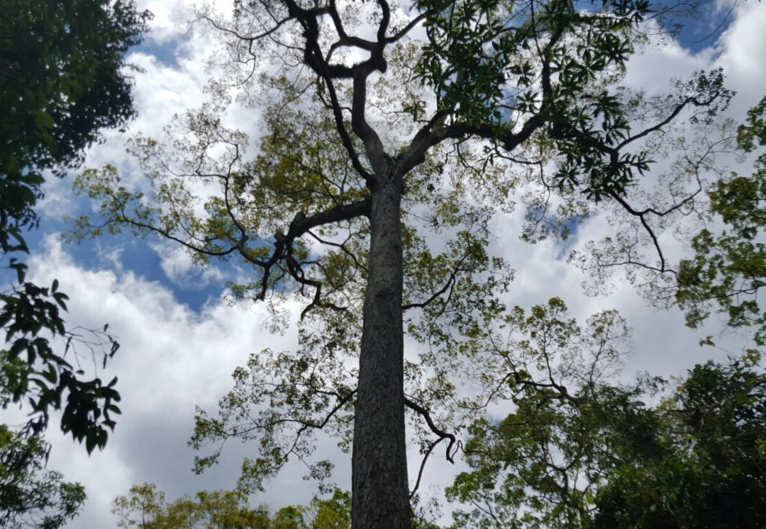 勐腊望天树景点图片