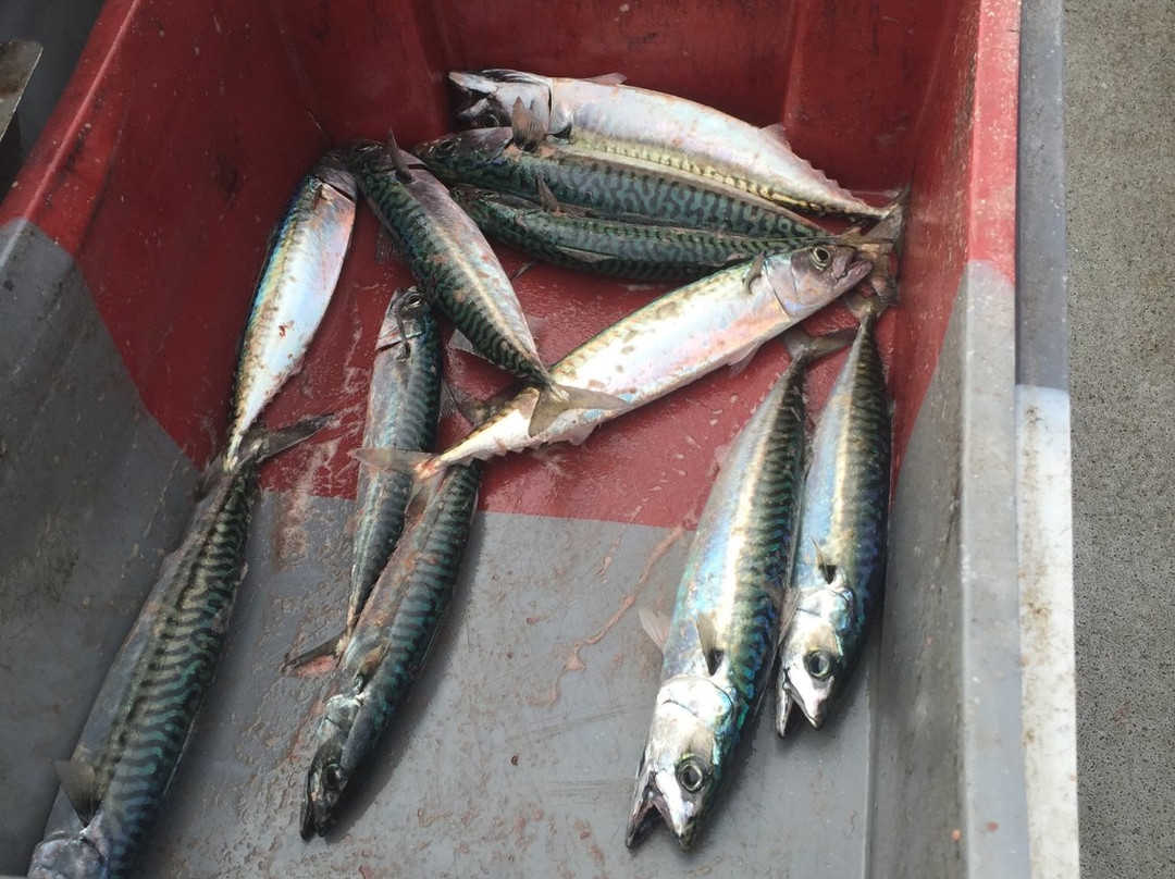 Sea Fishing Sligo景点图片