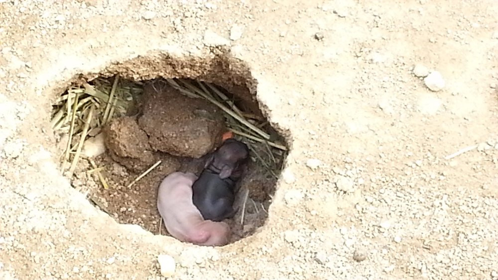 Ayabe Fureai Farm-绫部市必去景点