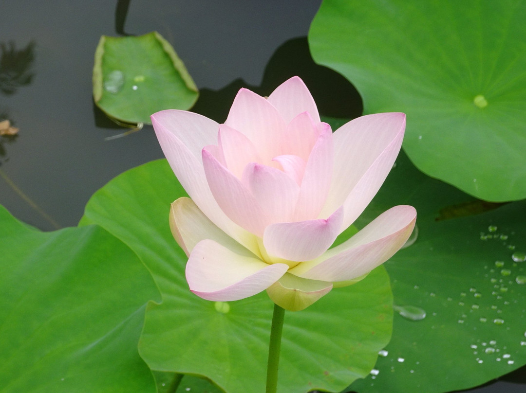 Maihiren no Sato-御坊市必去景点