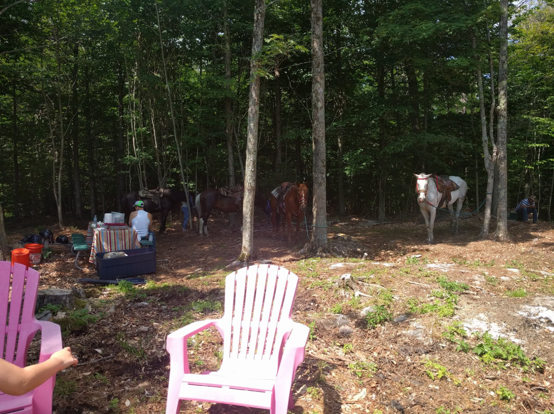 Adirondack Equine Center-普莱西德湖必去景点