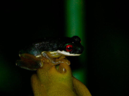 Monteverde Wildlife  Tour-圣埃伦娜必去景点