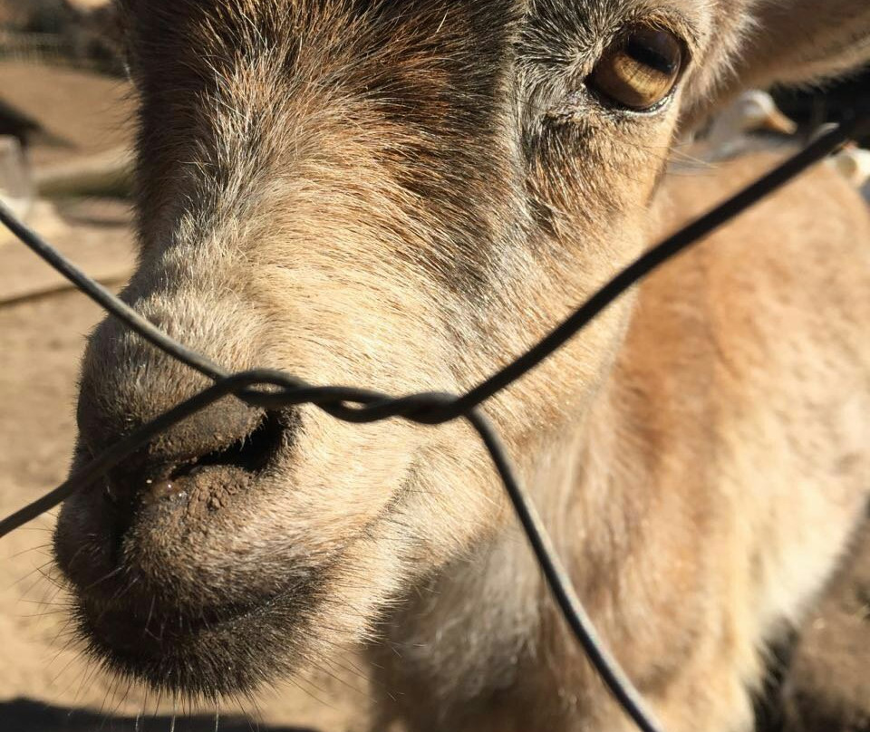 Pongola Tropical主图