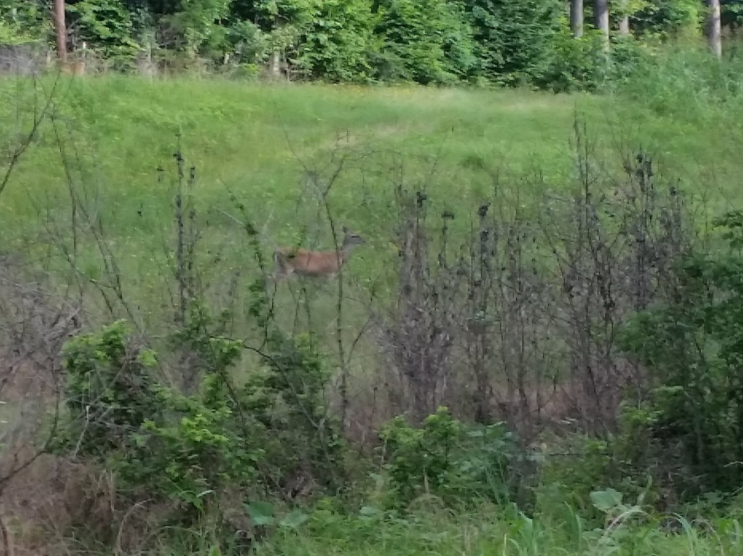 Paul Boorman Trail-朗维尤必去景点