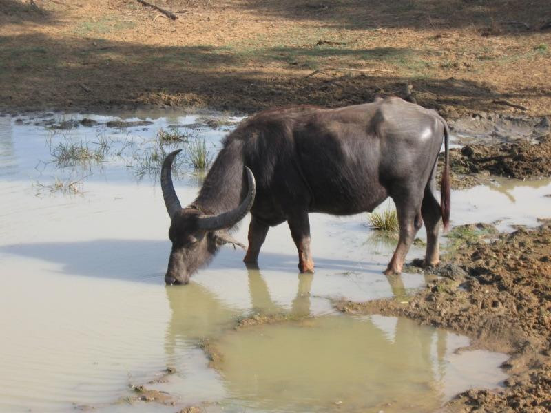 Yala Excursions-雅拉国家公园必去景点