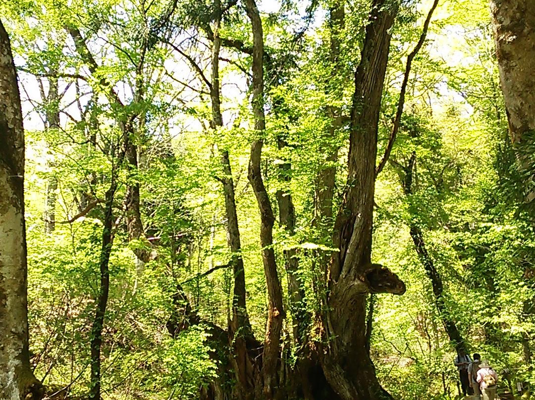 Tajima Kogen Botanical Garden-香美町必去景点