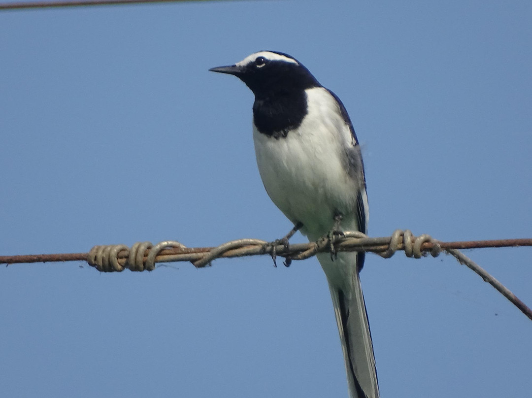 Nyara River-杰拉果德必去景点