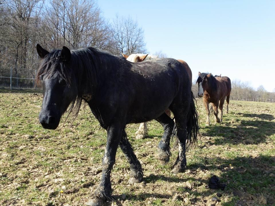 Farandole Equestre-Esplas必去景点