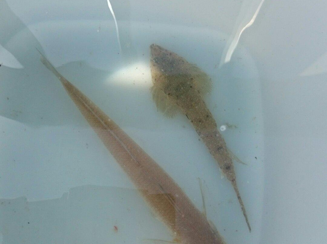 Fukuma Fishing Port Seaside Park-福津市必去景点