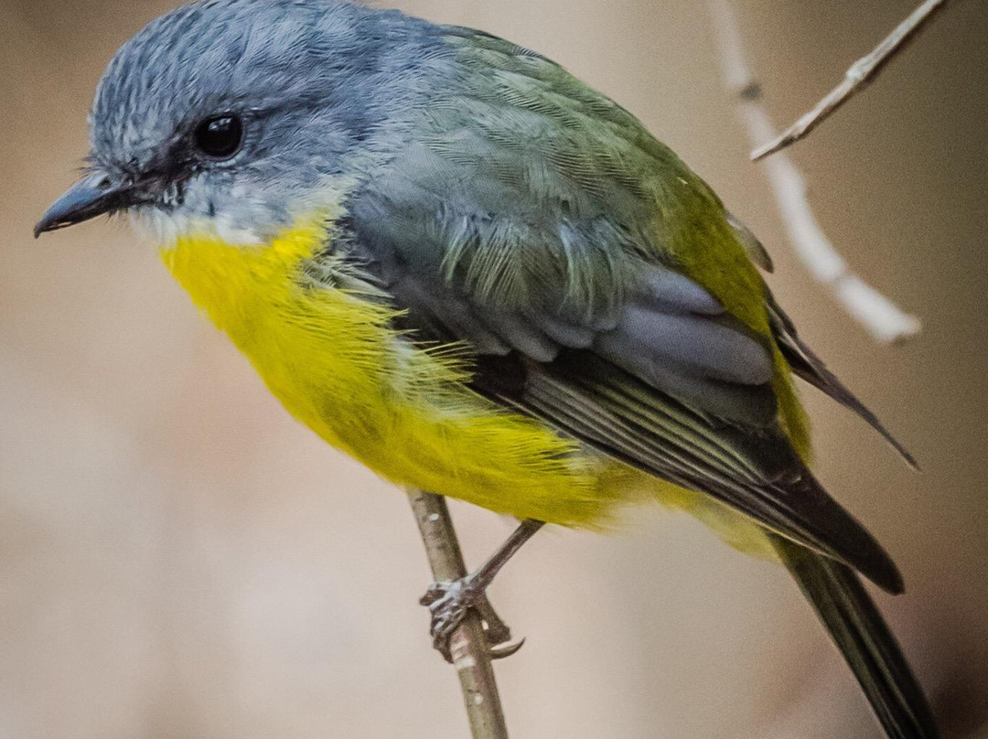 Brisbane Ranges National Park-维多利亚必去景点