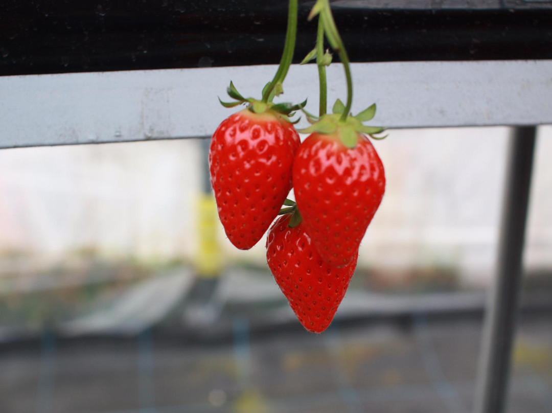Kafuka Strawberry Farm-甲贺市必去景点