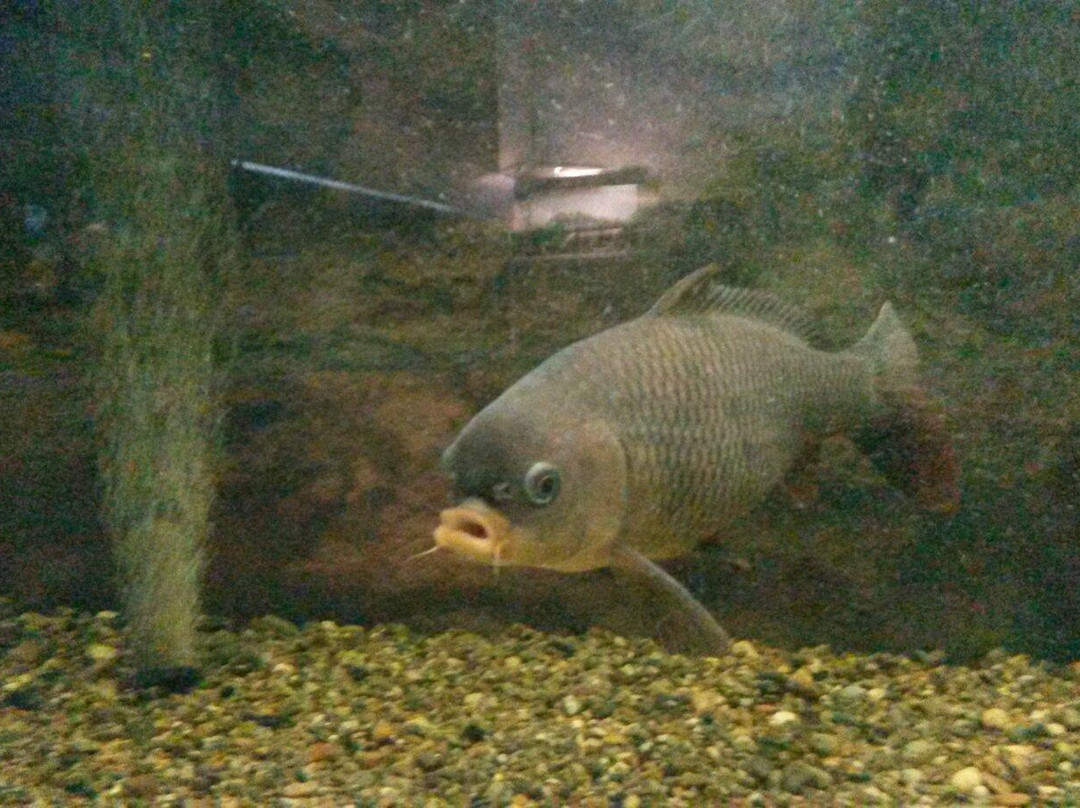 Fishes of Amur River Museum-哈巴罗夫斯克必去景点