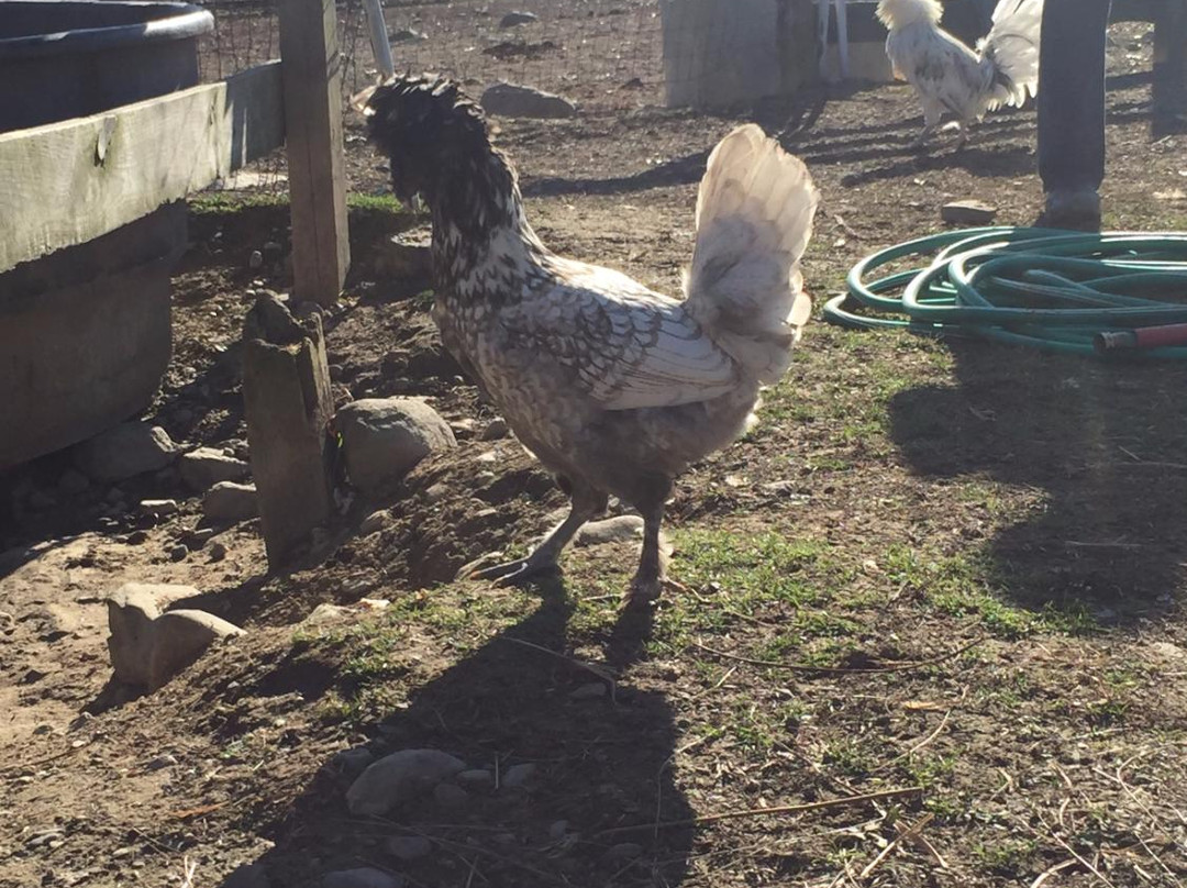 My Saddle Brook Farm-Walden必去景点