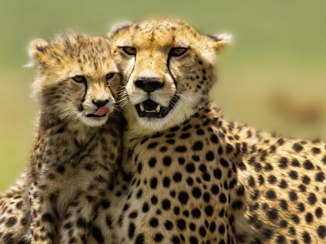 Bestday Safaris-阿鲁沙必去景点