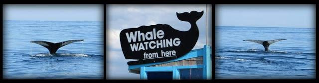 Provincetown Whale Watch-普罗温斯敦必去景点