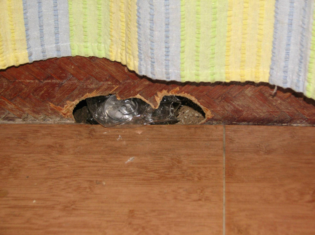 Anamalai Wild Life Sanctuary-Pollachi Town必去景点