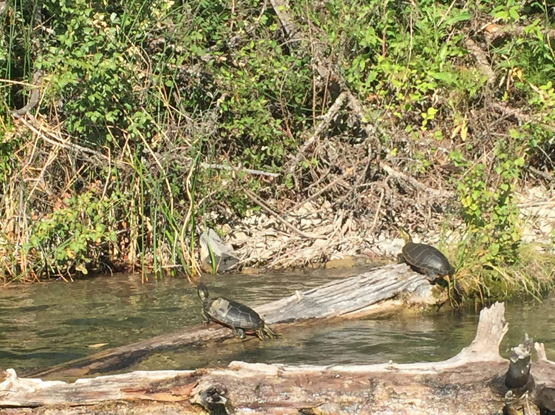 Kikomun Creek Provincial Park景点图片