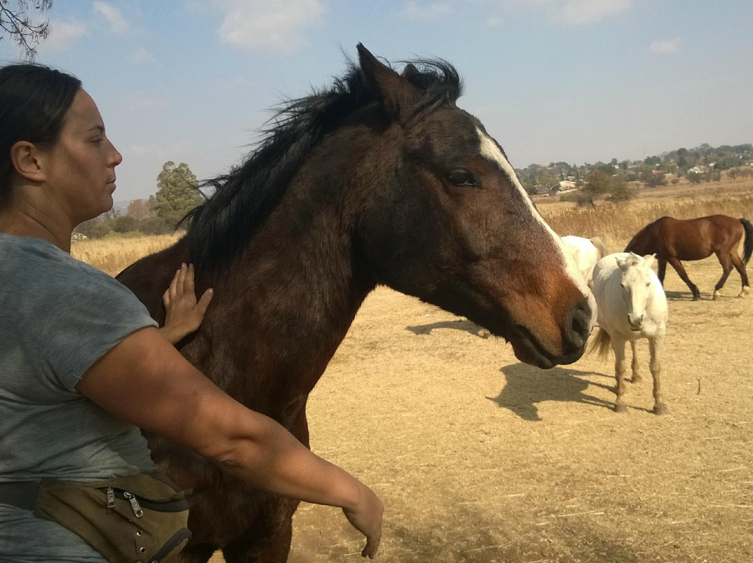 Klipriviersberg Nature Reserve Horse Trails景点图片