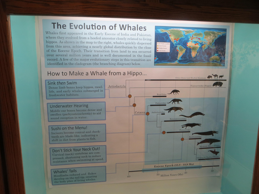 University of Wyoming Geological Museum-拉勒米必去景点