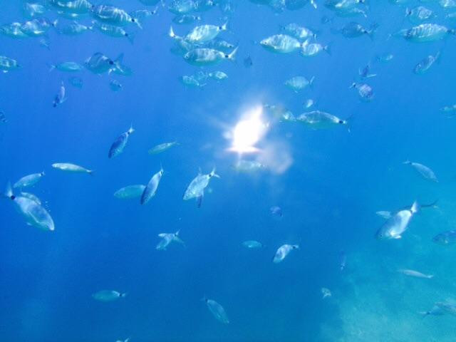 Yellow Submarine-Kassiopi必去景点