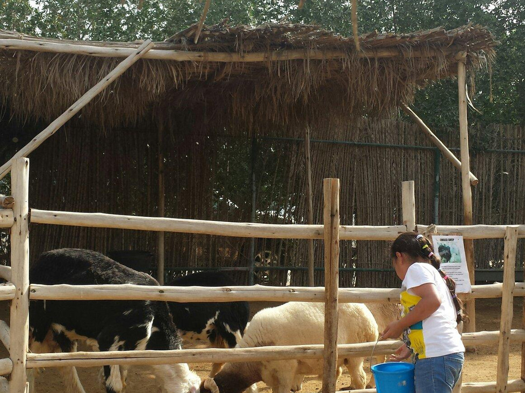 Posh Paws Animal Sanctuary And Petting Zoo-沙迦必去景点