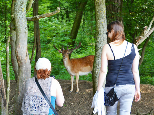 Wildpark Ernstbrunn-Ernstbrunn必去景点