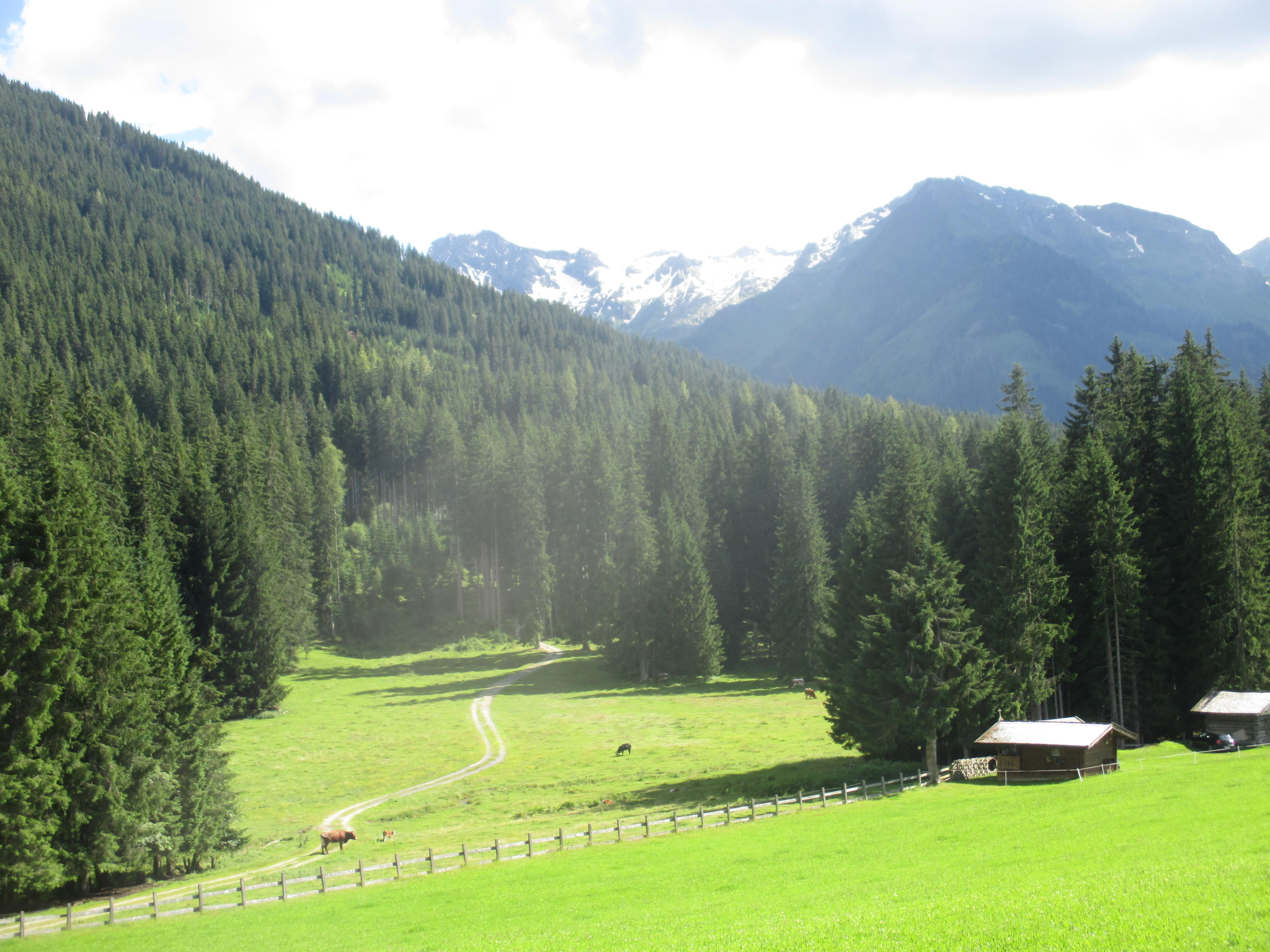 Gasthof Berghof-酒店景观