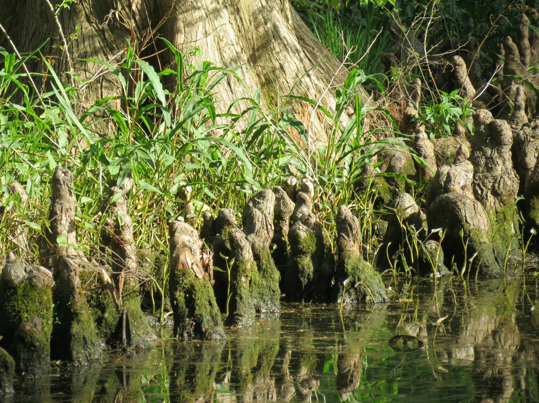 Reelfoot Lake-Tiptonville必去景点
