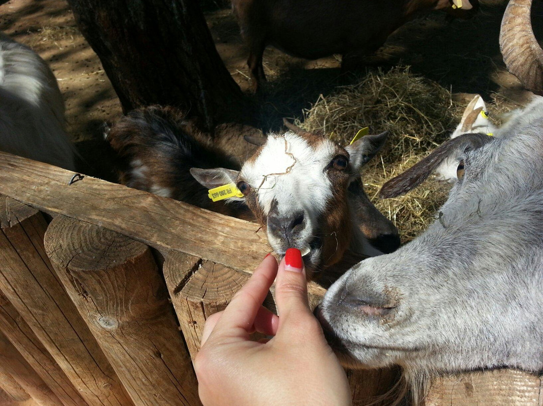 Mini Ferme Zoo-Cessenon-sur-Orb必去景点