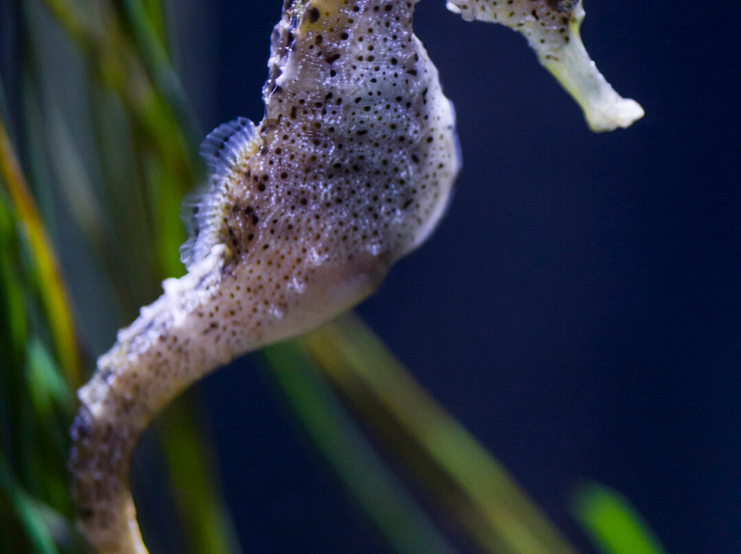 SEA LIFE Hannover-汉诺威必去景点