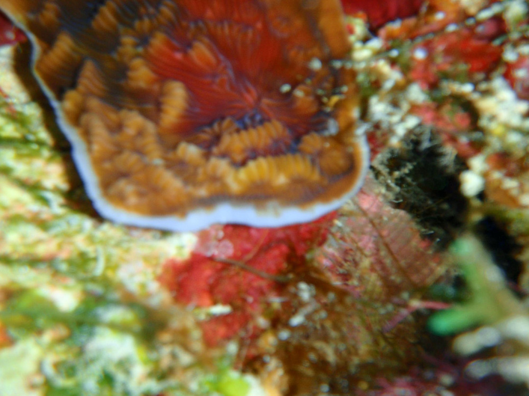 Tobago Dive Experience-Speyside必去景点