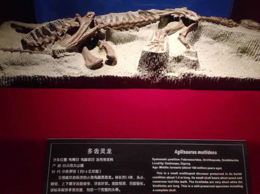 自贡恐龙博物馆景点图片