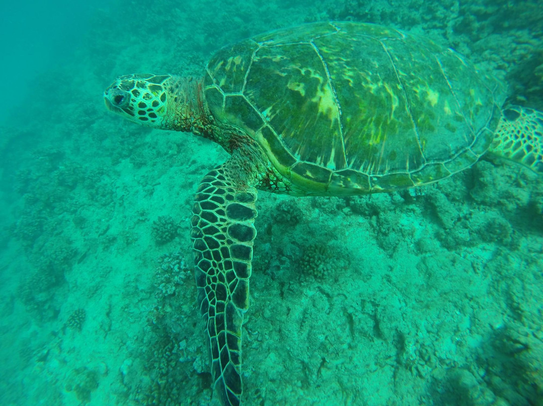 凯马纳潜水-火奴鲁鲁必去景点