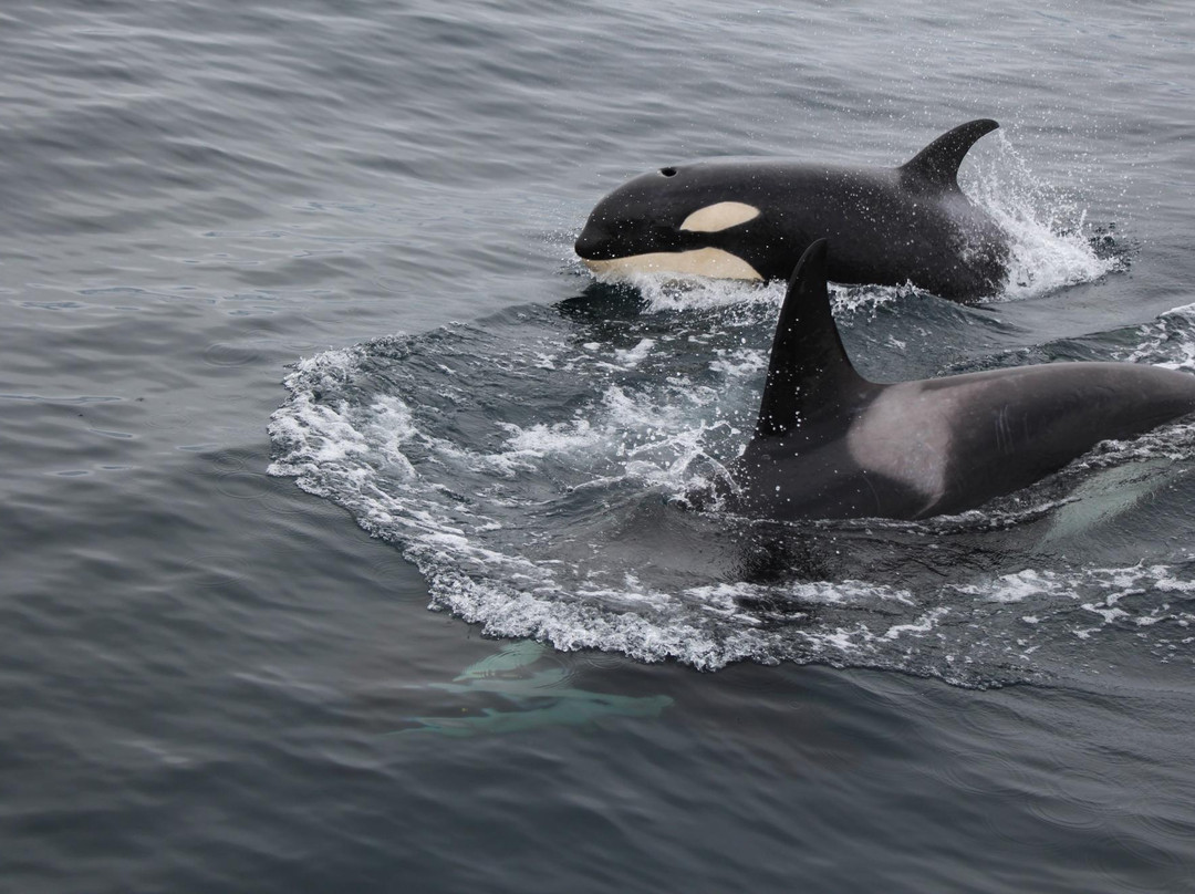 Kenai Fjords Tours-苏厄德必去景点