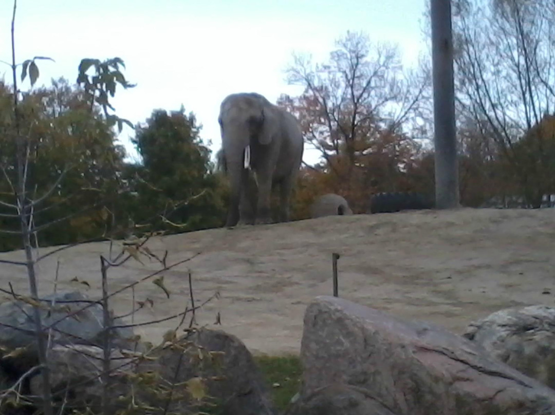 多伦多动物园-多伦多必去景点