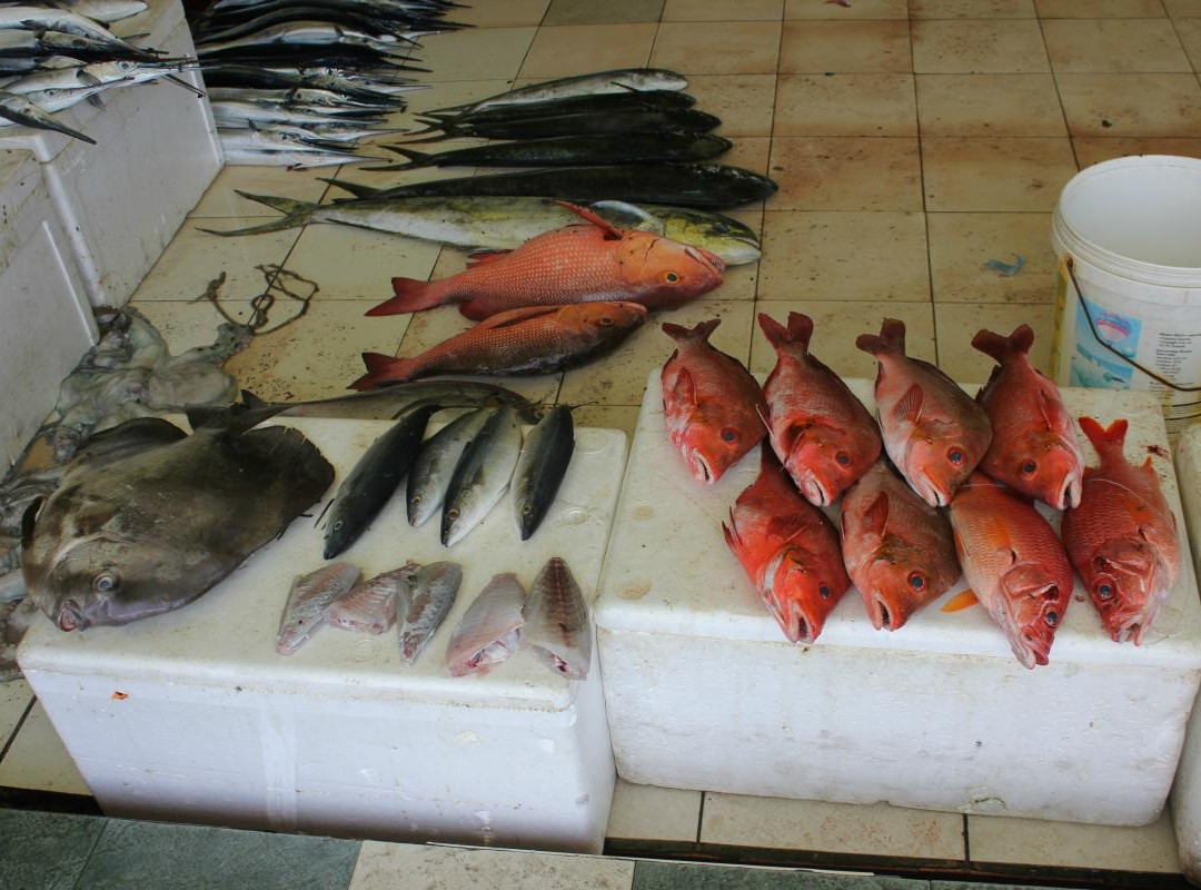 雄鱼市场-马累必去景点