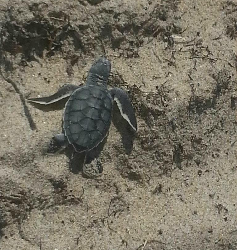 Gulfstream Park-德拉海滩必去景点