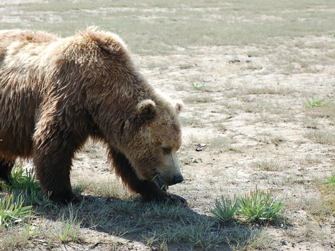 Alaska Wild Bear Adventures-荷马必去景点