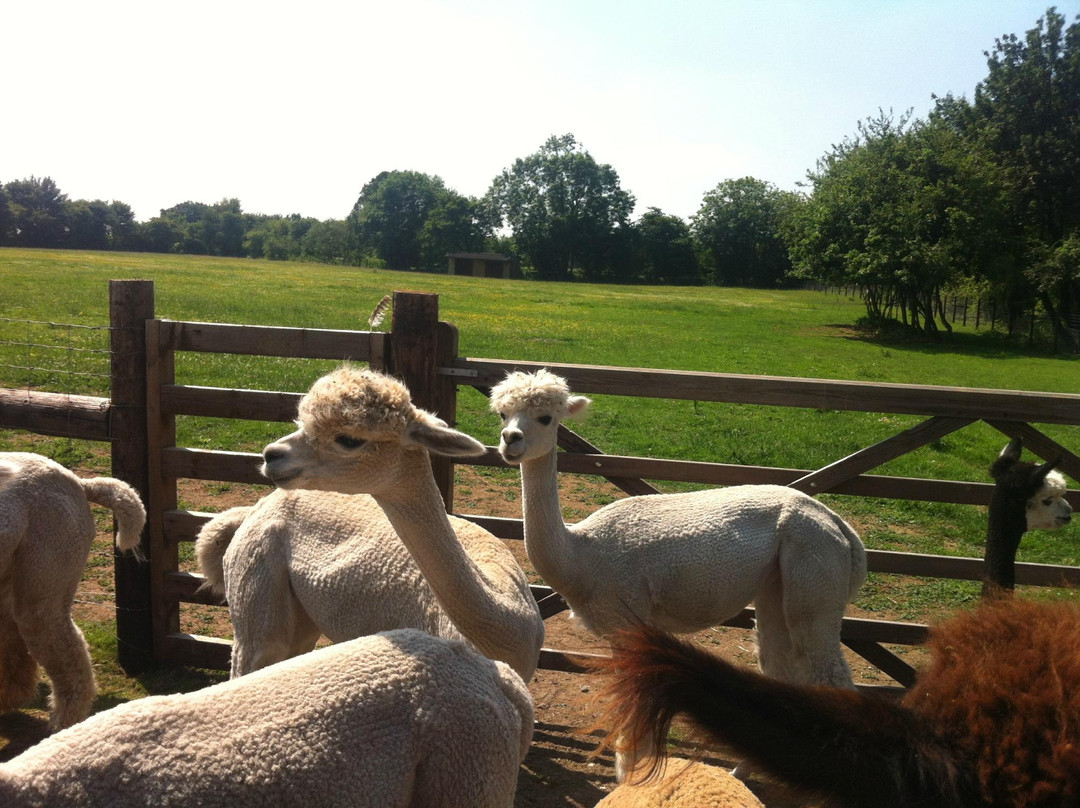 Butlers Farm Alpacas景点图片