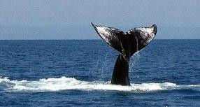 Changing Tide Tours-希门尼斯港必去景点