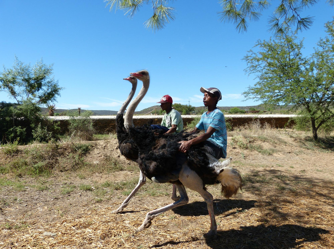 Chandelier Game Lodge & Ostrich Show Farm-奥兹洪必去景点