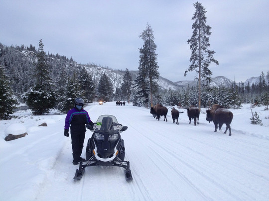 Yellowstone Tour Guides - Day Trips-西黄石镇必去景点