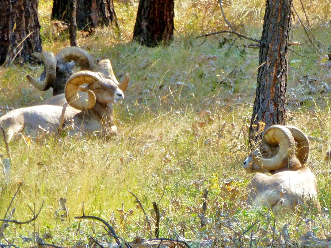 Wild Horse Island State Park-卡利斯佩尔必去景点