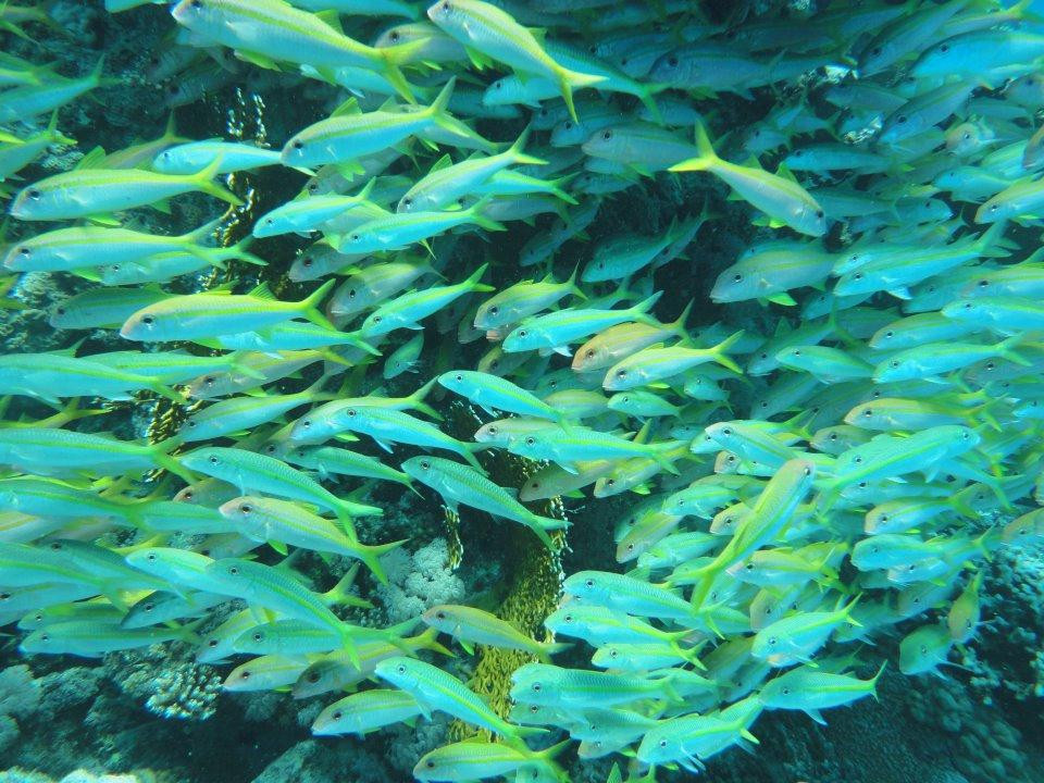 纽孙比秀潜水中心-赫尔格达必去景点