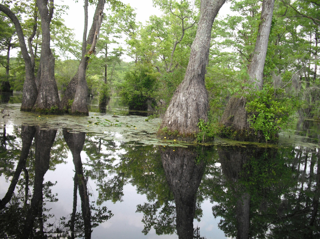 Merchants Millpond State Park景点图片