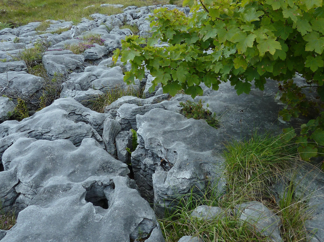 Burren Hills Walk景点图片