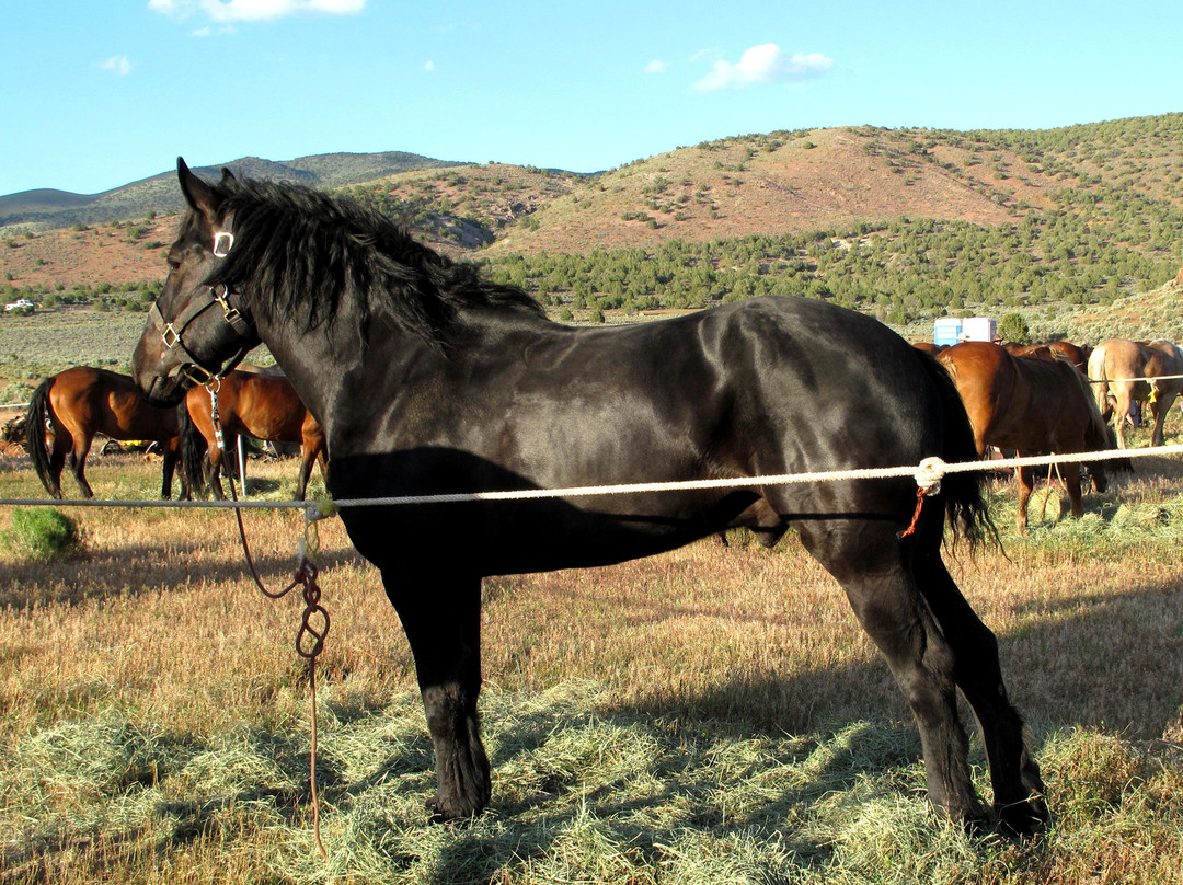 Reno Rodeo Cattle Drive景点图片