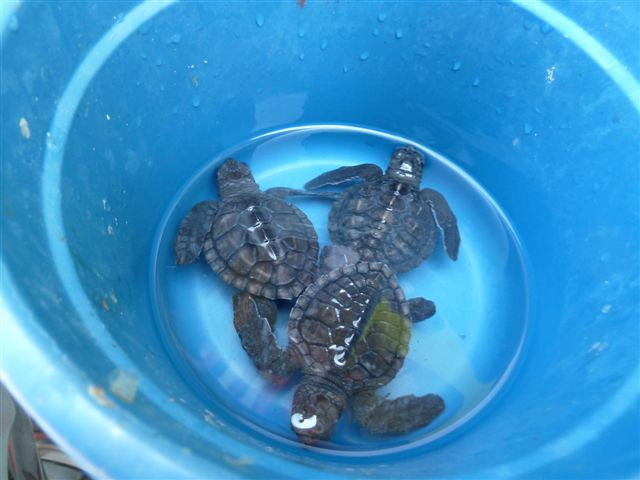 海龟保育和教育中心（TCEC）-Serangan必去景点