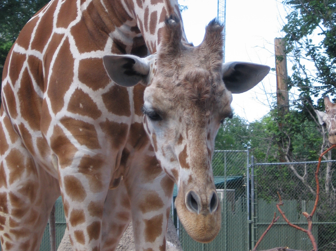 Denver Zoo-丹佛必去景点